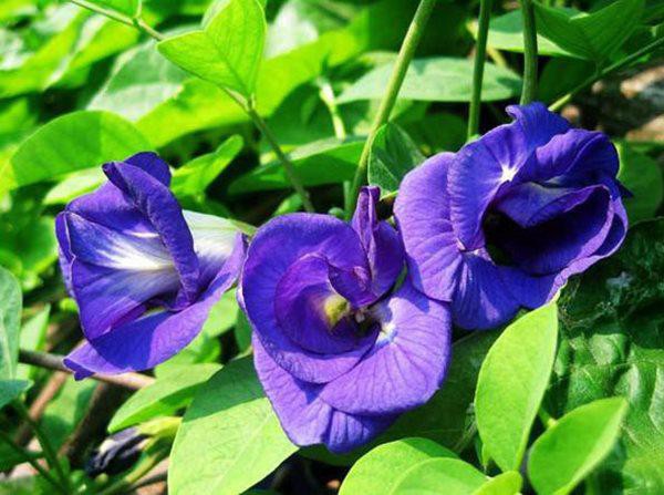 Hoa đậu Biếc - Màu đẹp, Hương Thơm Và Công Dụng Dưỡng Da Tuyệt Vời | Thorakao